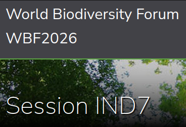 picture of sea walnut